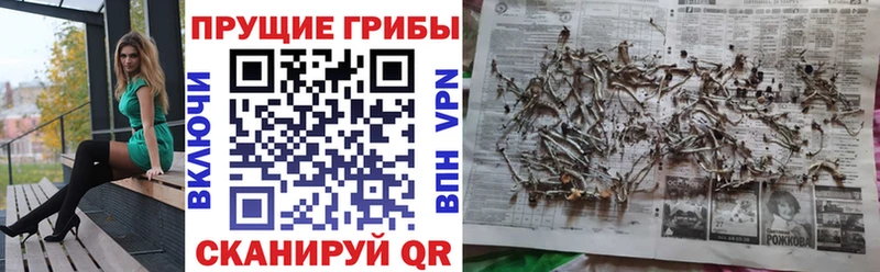 Псилоцибиновые грибы Psilocybe  МЕГА ССЫЛКА  Харабали 